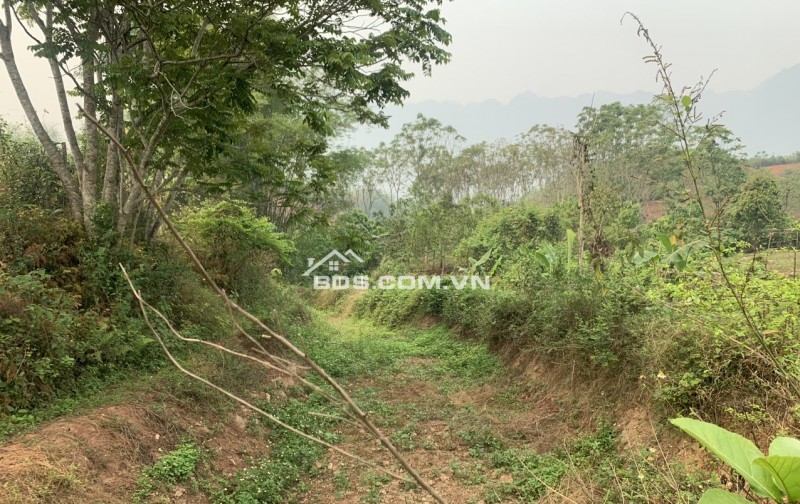 Cần bán gấp 4000m đất trong đó 400m thổ cư,còn lại là đất vườn trồng cây tại Mai Châu,HOà Bình